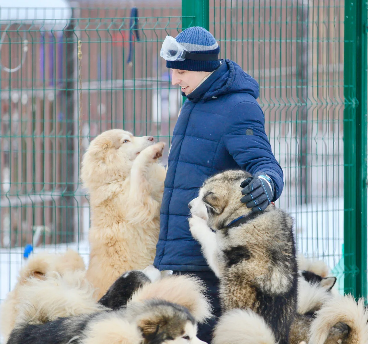 Фото Хаскидеревня "Рузская Аляска" - развлечение в Москве | Досугатор